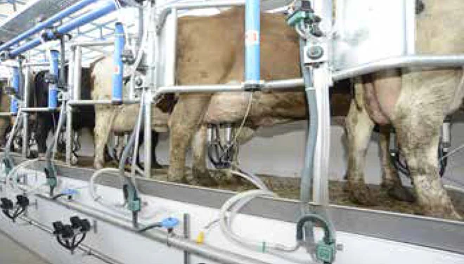 milking parlor 1
