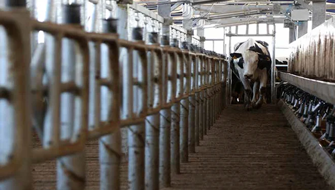 milking parlor 2